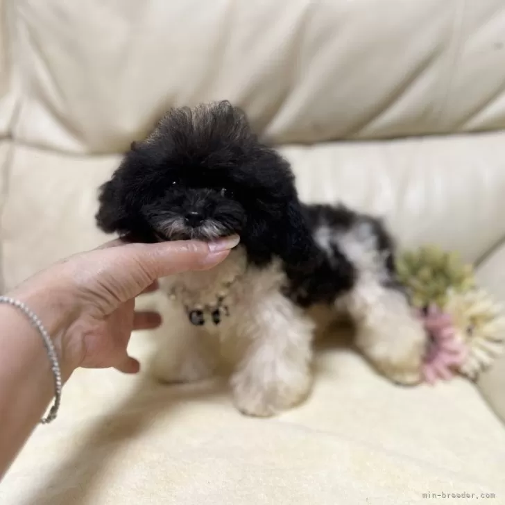 ID：2503-02543の子犬