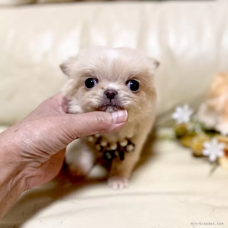 ID：2412-00404の子犬