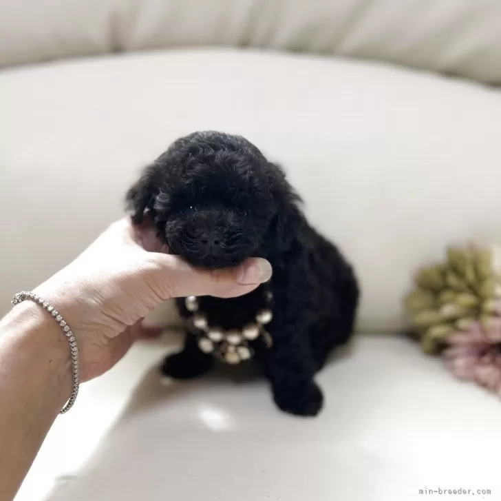 ID：2509-00738の子犬