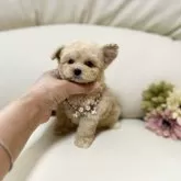 ティーカッププードル