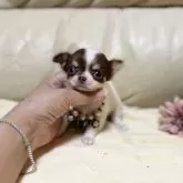 チワワ(ロング)