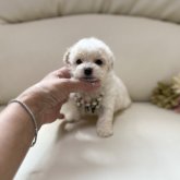 トイプードル(ティーカップ)