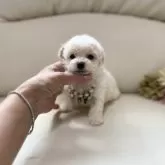 ティーカッププードル