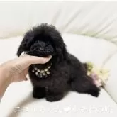 ティーカッププードル