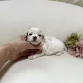 ティーカッププードル