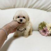 トイプードル(ティーカップ)