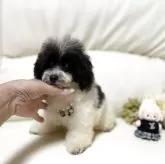 ティーカッププードル