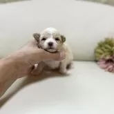 ティーカッププードル