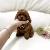 ティーカッププードル
