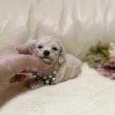 ティーカッププードル