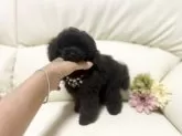 ティーカッププードル【大阪府・女の子・2025年7月19日・ブラック】の写真8