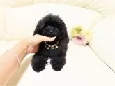 ティーカッププードル【大阪府・女の子・2025年7月19日・ブラック】の写真4