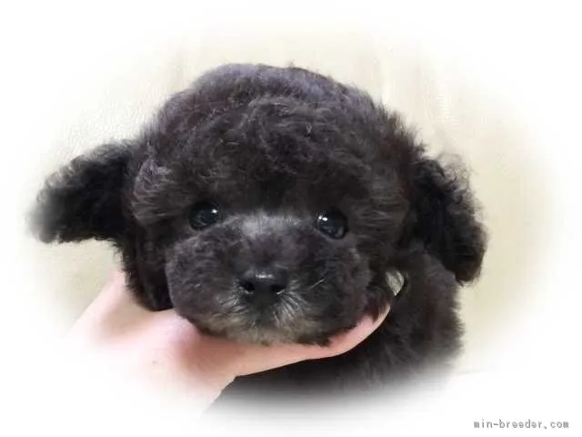 ID:1710-01716の子犬