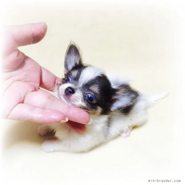 いくら 様のお迎えした子犬