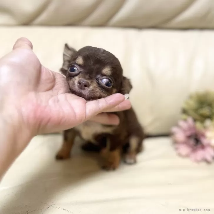 ID:2409-02347の子犬