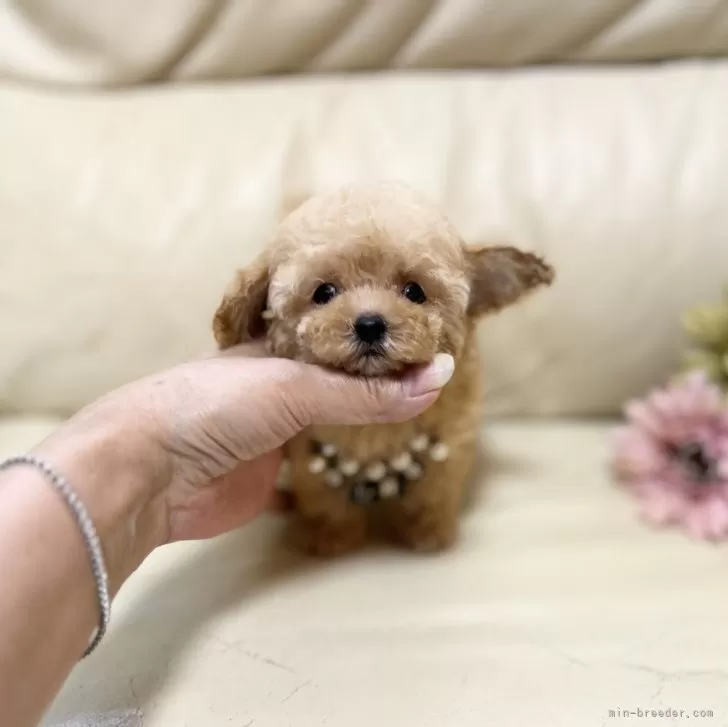 ID：2407-05667の子犬