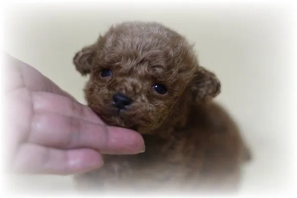 ID:1411-01045の子犬