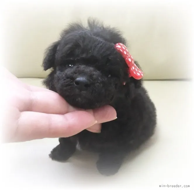 田中 様のお迎えした子犬