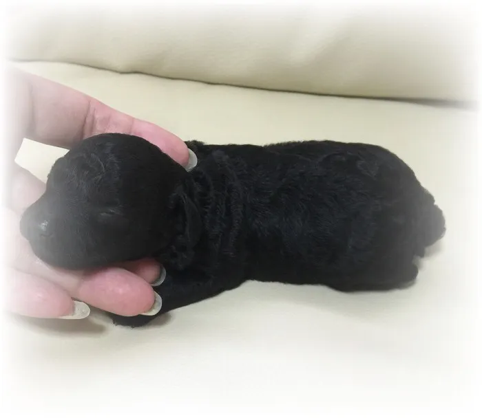 ウミボウズ 様のお迎えした子犬