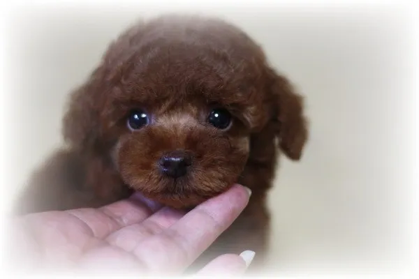 せな 様のお迎えした子犬