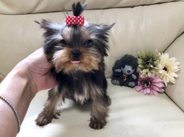 ヨークシャーテリア【大阪府・女の子・2019年5月1日・スチールブルータン】の写真「極小サイズ！お鼻の詰まった可愛い子」