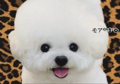 ビションフリーゼ【・女の子・2023年4月6日・ホワイト】