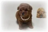 ティーカッププードル【大阪府・男の子・2013年12月30日・レッド】の写真2