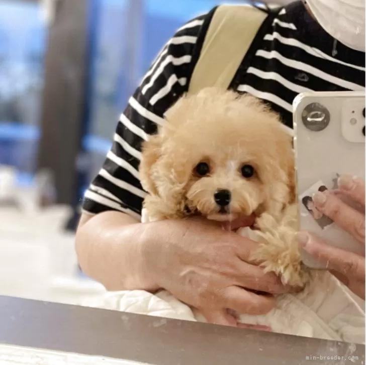 MOMO0419 様のお迎えした子犬