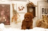 ティーカッププードル【大阪府・女の子・2025年7月22日・レッド】の写真3