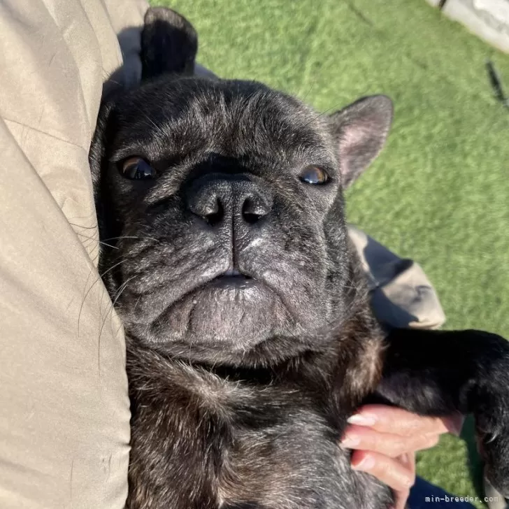 zuki_mochi 様のお迎えした子犬