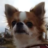 チワワ(ロング)