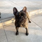 フレンチブルドッグ