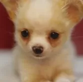 チワワ(ロング)