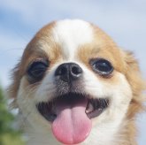 チワワ(ロング)