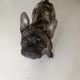 フレンチブルドッグ【愛知県・女の子・2025年5月9日・ブリンドル】の写真2