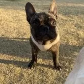 フレンチブルドッグ【愛知県・女の子・2025年5月9日・ブリンドル】の写真7「小さいけれど、元気いっぱいです」
