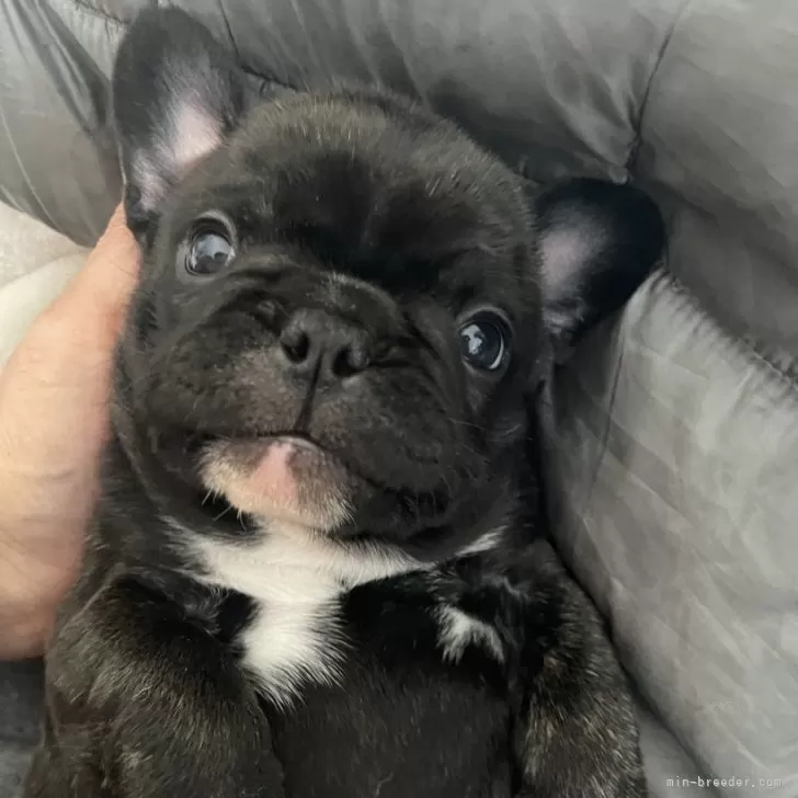 southernbeach 様のお迎えした子犬