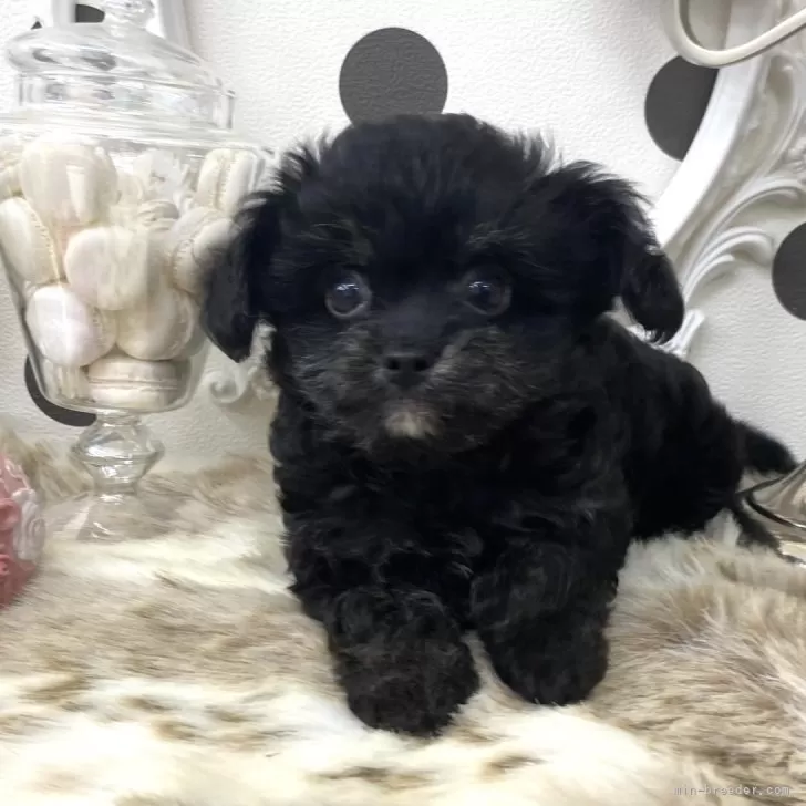 チワドル【京都府・男の子・2025年9月1日・ブラックタン】の写真1