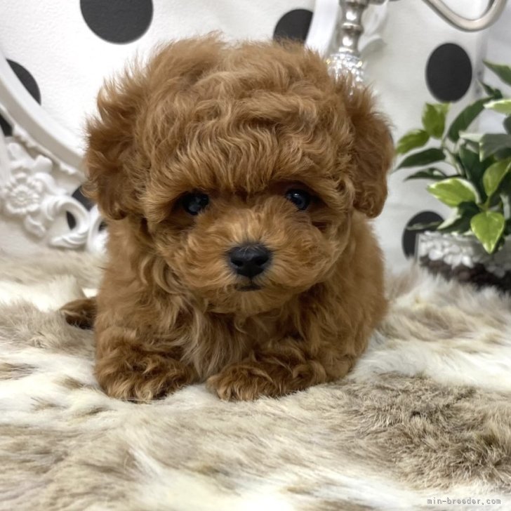 p*o様 ティーカッププードル ティーカッププードル【京都府・男の子・2025年7月20日・レッド