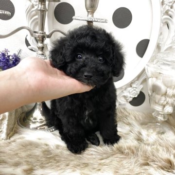 タイニープードル【京都府・男の子・2025年12月12日・ブラック】の写真「✨キラキラ〜っと✨気品ある可愛いお顔の2兄弟💕」