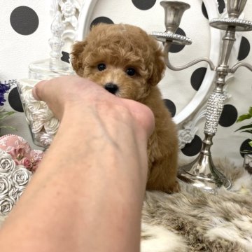 ティーカッププードル【京都府・男の子・2025年7月15日・アプリコット】の写真「ちょびっとタレ目な✨スペシャル級な✨僕ちゃん💕」