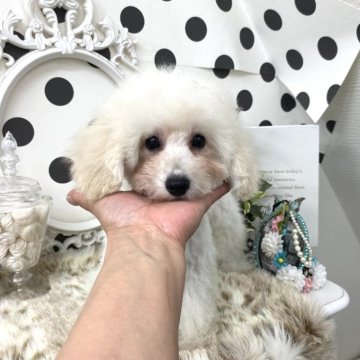 タイニープードル【京都府・男の子・2025年12月12日・クリーム】の写真「✨キラキラ〜っと✨気品ある可愛いお顔の2兄弟💕」