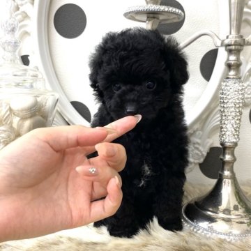 トイプードル(ティーカップ)【京都府・女の子・2025年7月11日・ブラック】の写真「✨お顔の可愛い✨お鼻短めな３兄妹🩷」