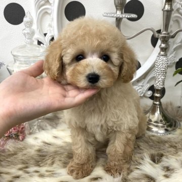タイニープードル【京都府・男の子・2025年6月6日・アプリコット】の写真「✨キラキラ〜っと✨気品ある可愛いお顔の4兄妹💕」