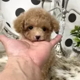 ティーカッププードル