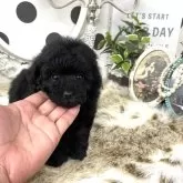 タイニープードル