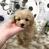 タイニープードル