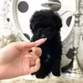 ティーカッププードル