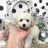 タイニープードル