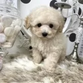 タイニープードル